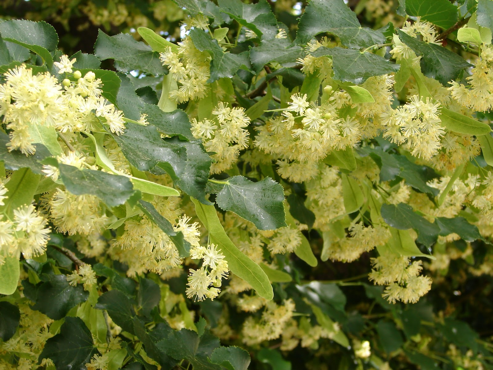New Utah Gardener: Stop And Smell The Linden Trees!