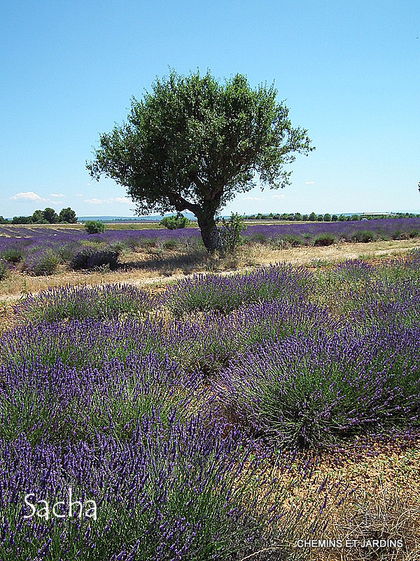 Chemins et jardins Champs de lavande Valensole à