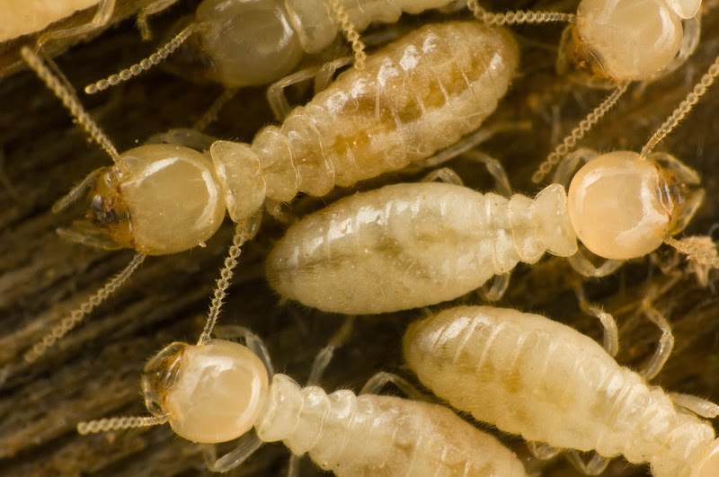termites, exterminator, extermination, pest control, walla walla, dayton, milton freewater, ants, spiders, z pest control, termite, 99362