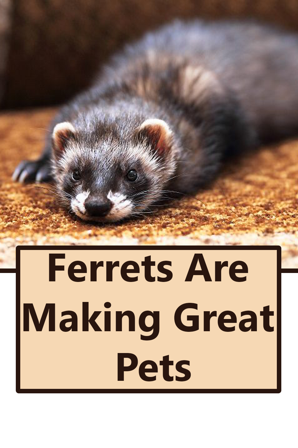 Facts To Know Before Getting A Ferret As A Pet The Buzz Land