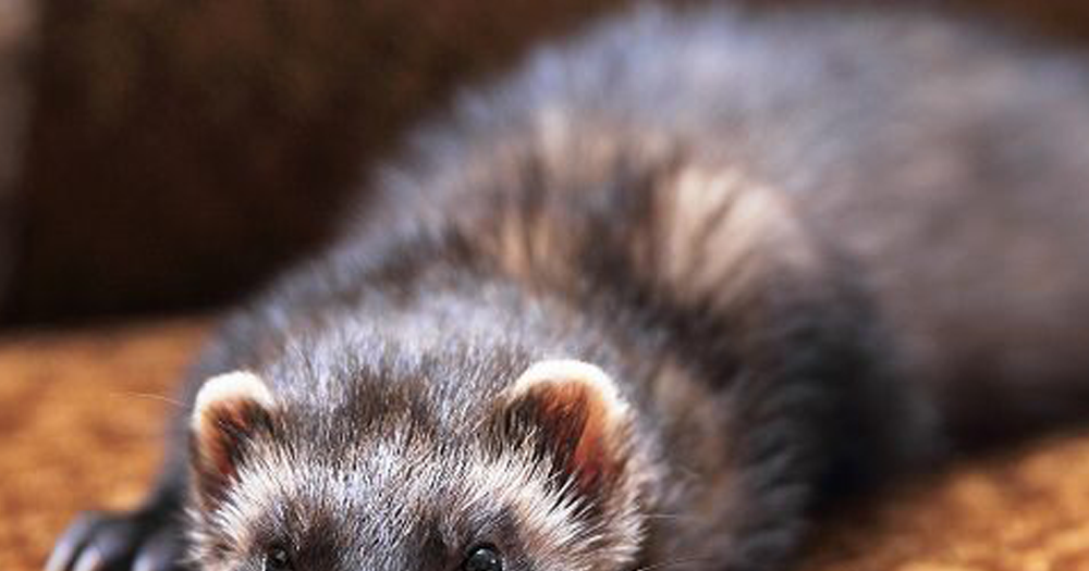 Facts To Know Before Getting A Ferret As A Pet The Buzz Land