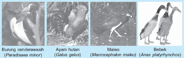 Pengertian dan Klasifikasi Hewan Vertebrata (Hewan Bertulang Belakang) beserta Contoh Hewan Vertebrata Pengertian dan Klasifikasi Hewan Vertebrata (Hewan Bertulang Belakang) beserta Contoh Hewan Vertebrata