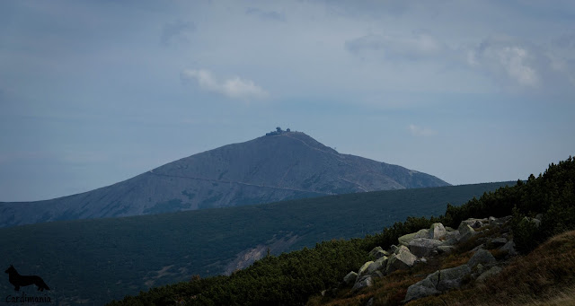 życie w górach, życie z psem, w góry z psem, sudety, izery, karkonosze