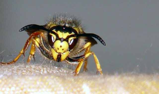 At least five people were injured in beating of bees in Sirajganj সিরাজগঞ্জের তাড়াশে মৌমাছির কামড়ে ৫জন আহত
