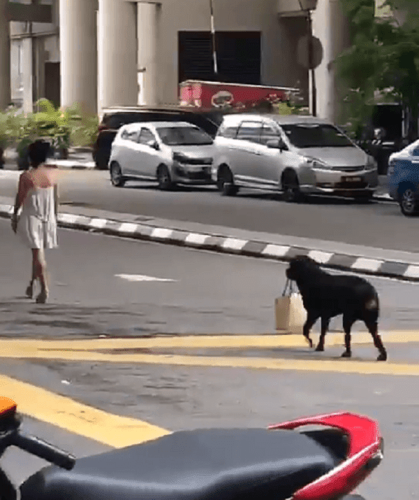 Rottweiler Carries A Malaysian Lady's Bag From The Bank