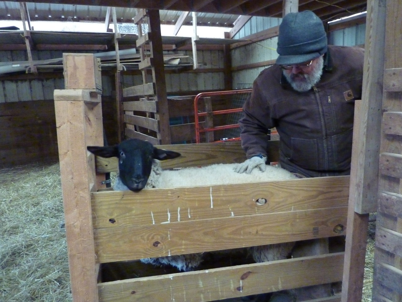 Homestead Hill Farm: A Shepherd's Job
