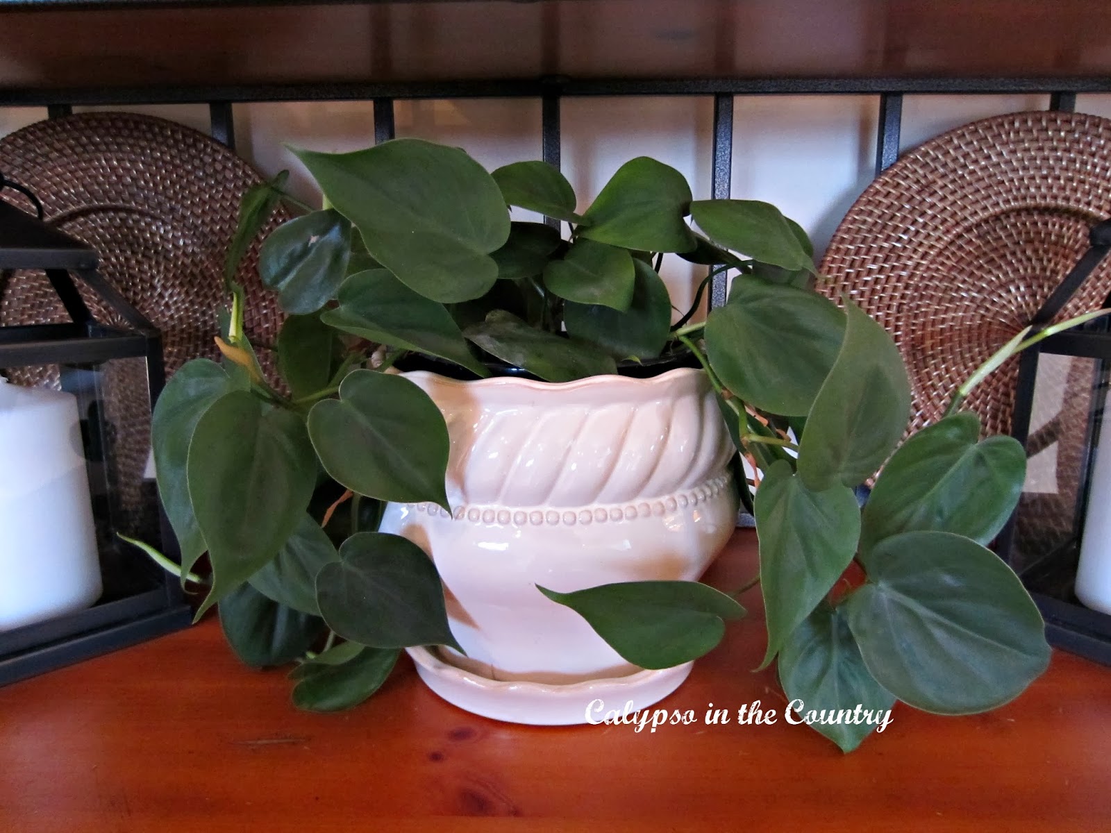 Houseplant in white pot Houseplant in white pot