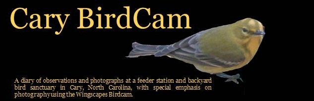 Cary BirdCam Blog