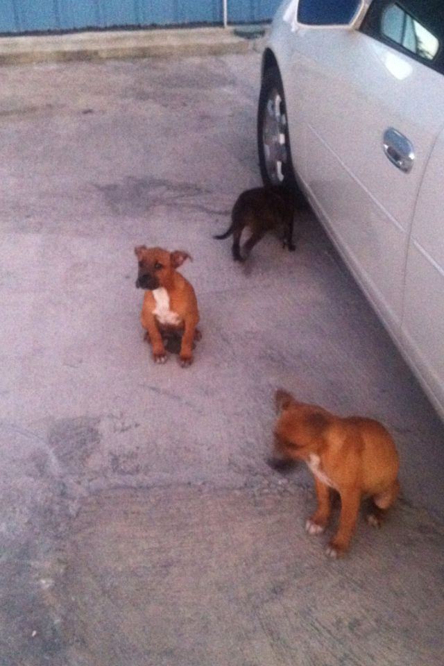 Al2getherFIT Free Puppies! (to good home)