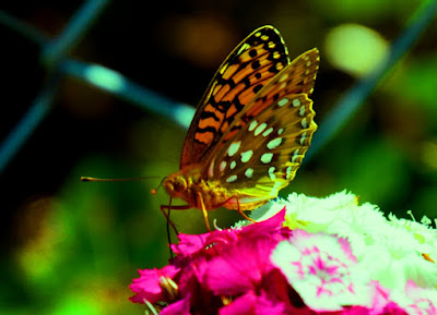 Fauna, Flora, Tiere, Vögel, Fische, Insekten, Blumen, Bäume, Fauna, Flora, Tiere, Vögel, Fische, Insekten, Blumen, Bäume, Berge, Meer, Ozean, Natur, Sonne, Mond, animals, birds, fish, insects, flowers, trees, mountains, sea,