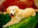 Golden retriever dog lying down