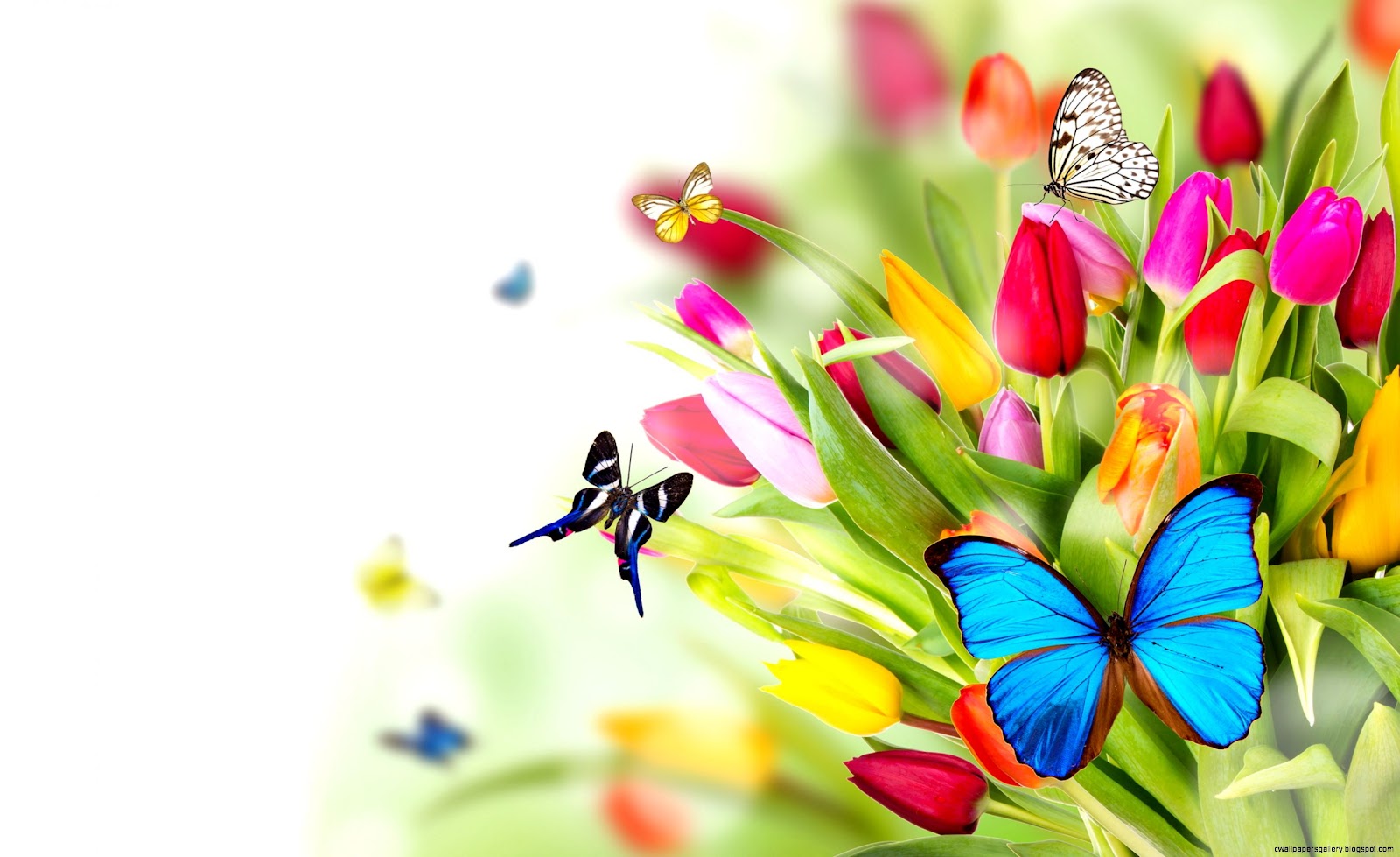 Images Flowers Butterflies