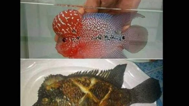 Suruh Pembantu Goreng Ikan Segar, Majikan ini Benar-Benar Kaget Saat Ikan Disajikan Suruh Pembantu Goreng Ikan Segar, Majikan ini Benar-Benar Kaget Saat Ikan Disajikan