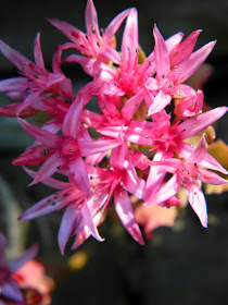 Sedum spurium Dragon's Blood stonecrop flowers by garden muses-not another Toronto gardening blog
