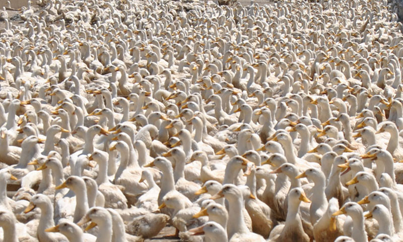 SAMSUN TEMİZLENMİŞ ÖRDEK