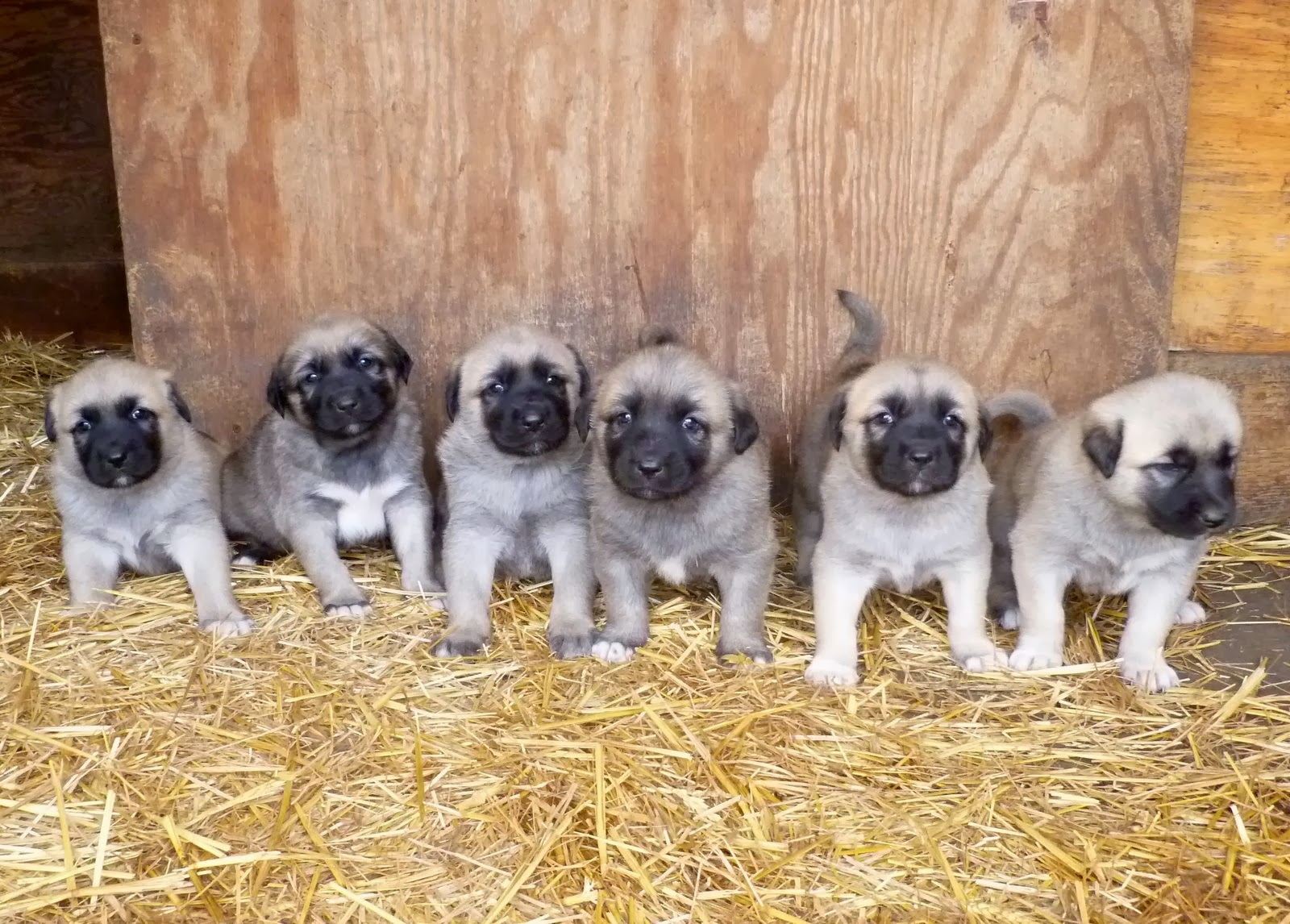 Shepherds Rest Farm: Anatolian Shepherd Puppies 4 Weeks Old