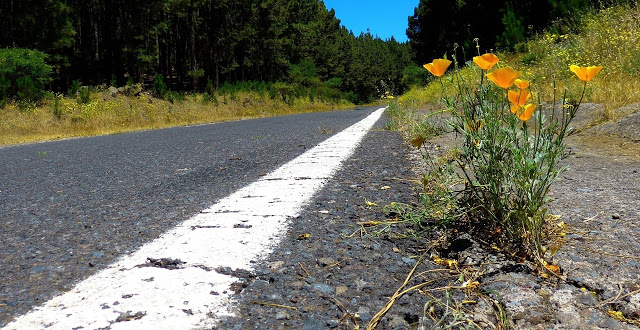 strada, fiori