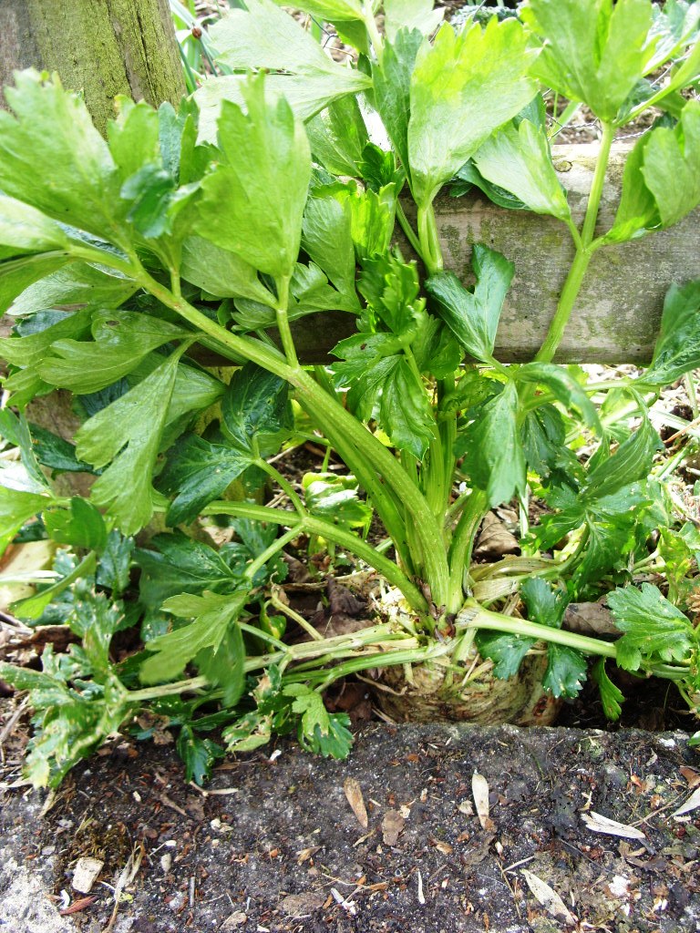 Kelli's Northern Ireland Garden Veg (Celeriac, Celery, Leek, Potato)