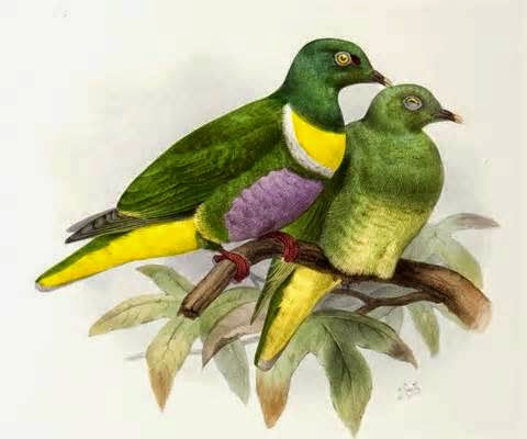 Yellow banded fruit dove