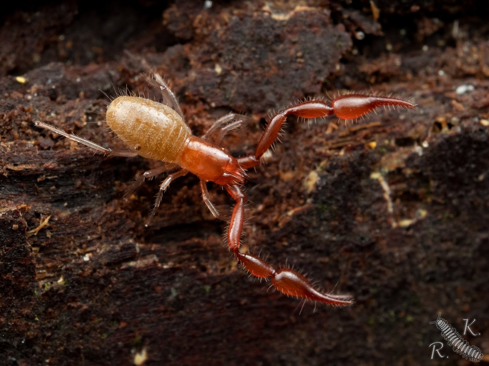 小さな隣人たちの世界 Pararoncus属の1種