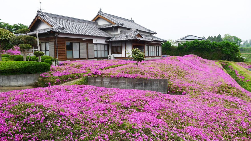 Depressed, she began to withdraw and stay indoors - Loving Husband Spends 2 Years Planting Thousands Of Flowers For His Blind Wife To Smell Depressed, she began to withdraw and stay indoors - Loving Husband Spends 2 Years Planting Thousands Of Flowers For His Blind Wife To Smell