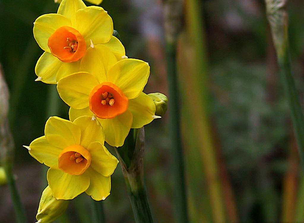 Romantic Flowers: Narcissus Flower
