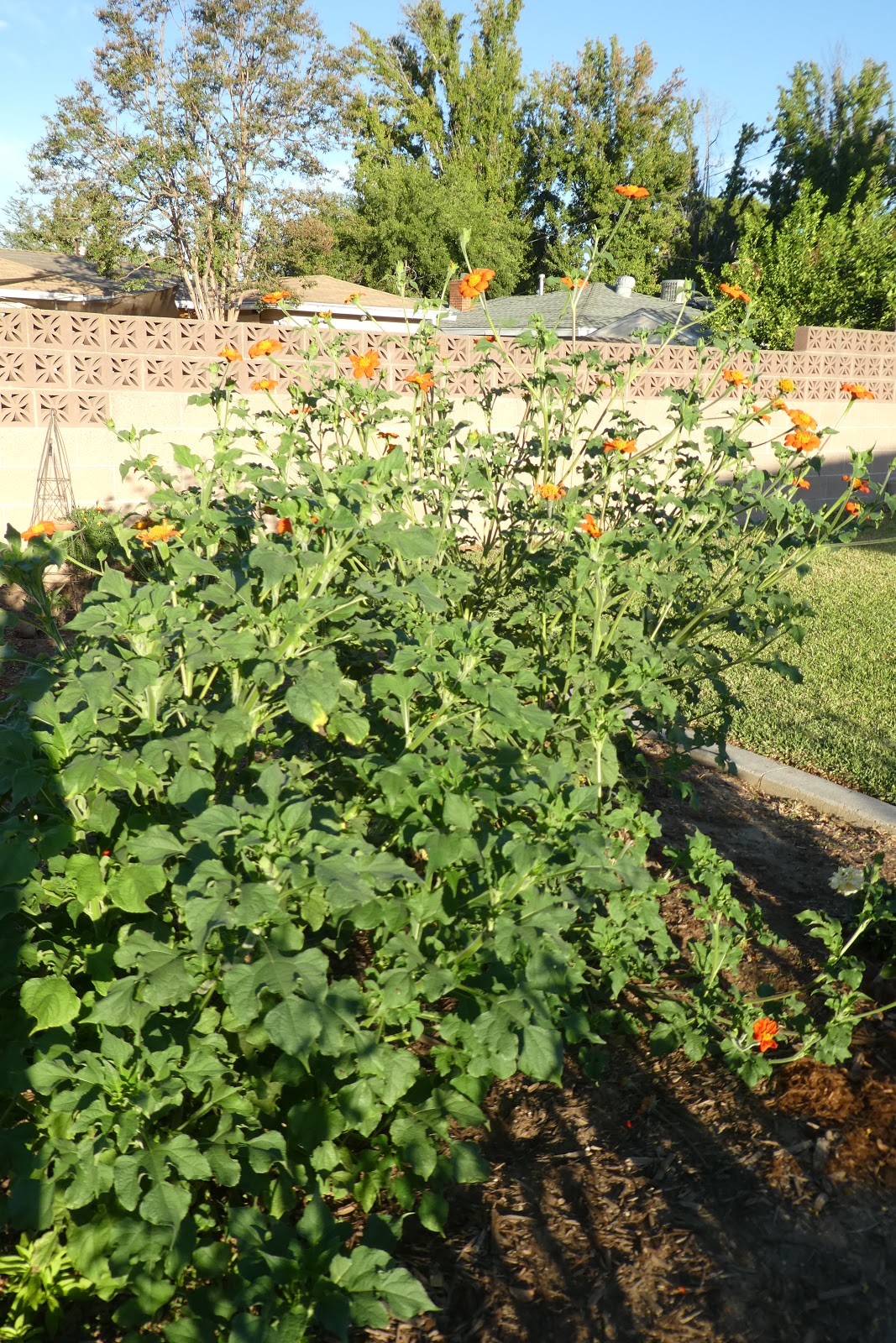Why I Love To Garden Mexican Sunflowers