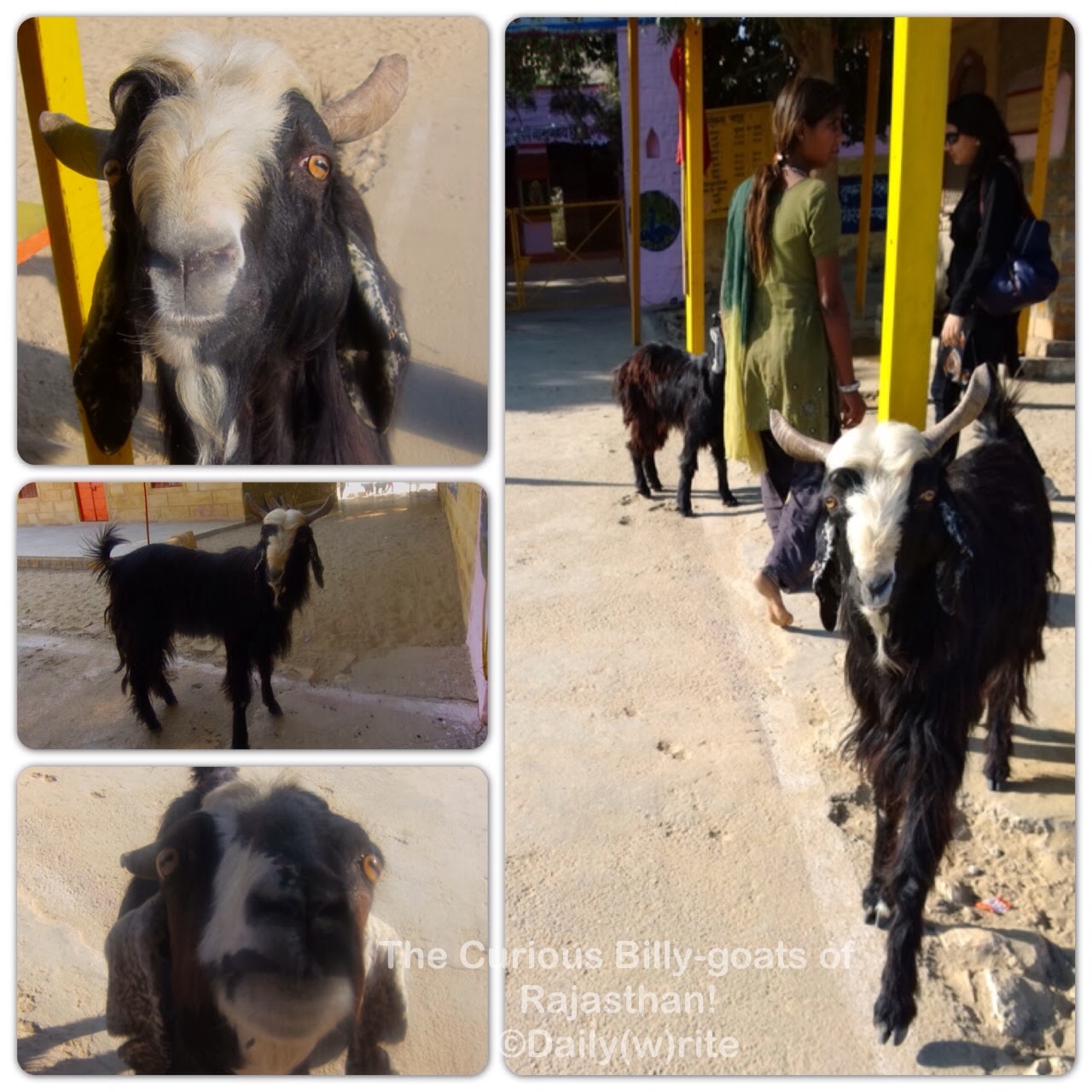 Picky Goats Does Fact Ever Match Your Fiction? - Damyanti Biswas