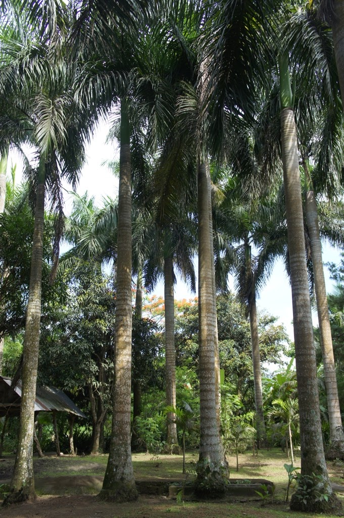 OUR PHILIPPINE TREES Land of the Large