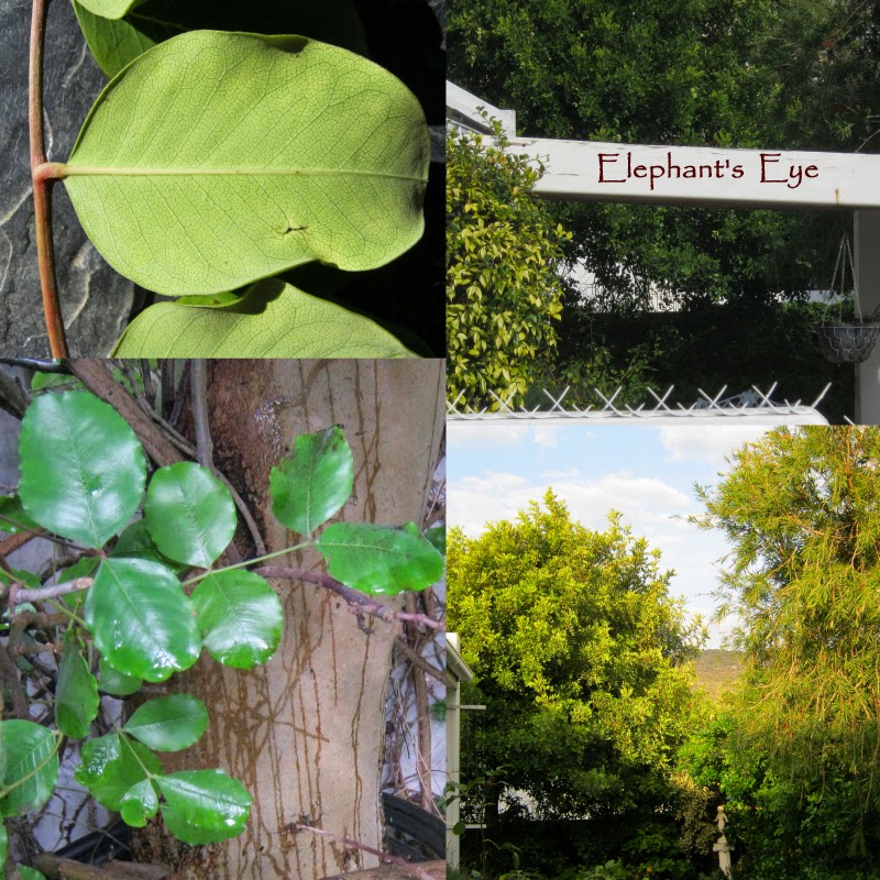 Mystery tree is a carob