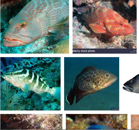 Image Result For Nama Ikan Laut Karang Dan Gambarnya Lengkap Image Result For Nama Ikan Laut Karang Dan Gambarnya Lengkap