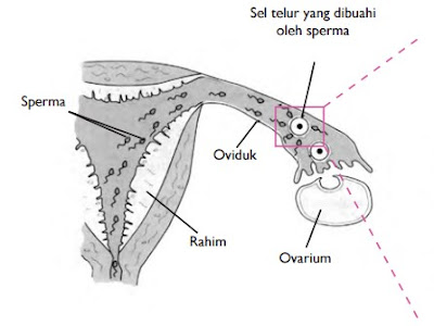 Pertumbuhan dan Perkembangan - IPA Kelas 8