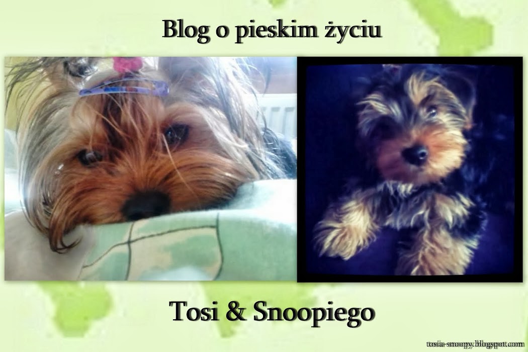 Blog poświęcony naszym yorkom Tosi i Snoopiemu