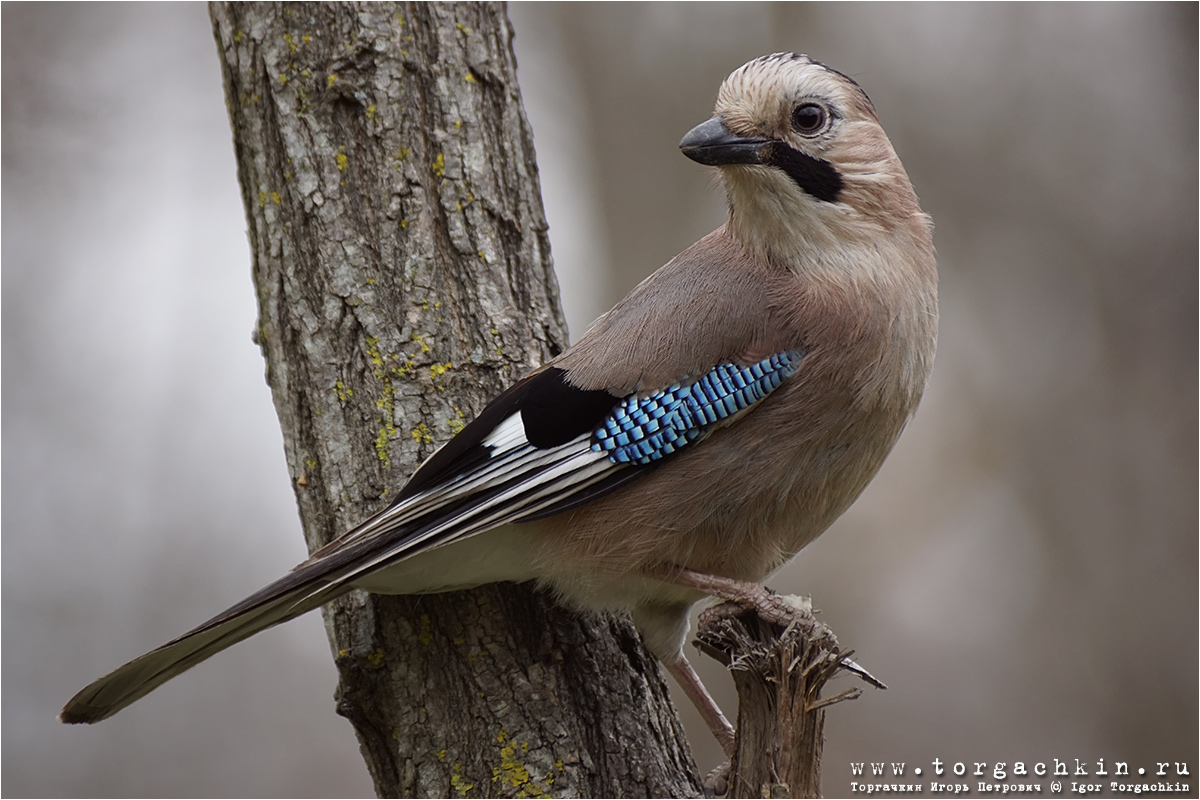 Птицы краснодарского края фото и названия картинки
