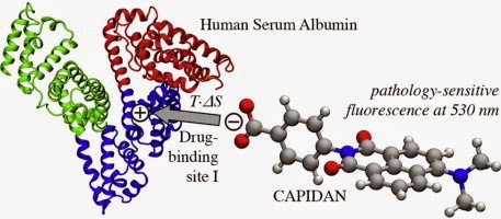 Human Serum Albumin