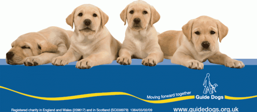 dog pupil size meaning dog pupil size meaning