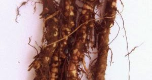 MEDICINA NATURAL PARAGUAY: KAPI’I KATI o Jahapé (Olorosa)