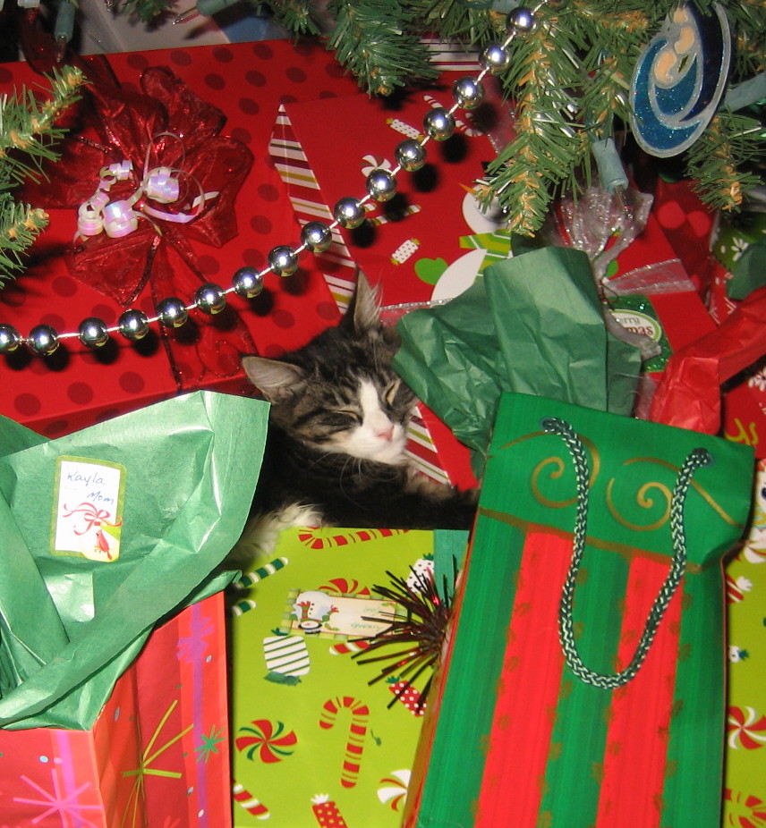 Kittens and Cats with Jeanne Christmas with Kittens