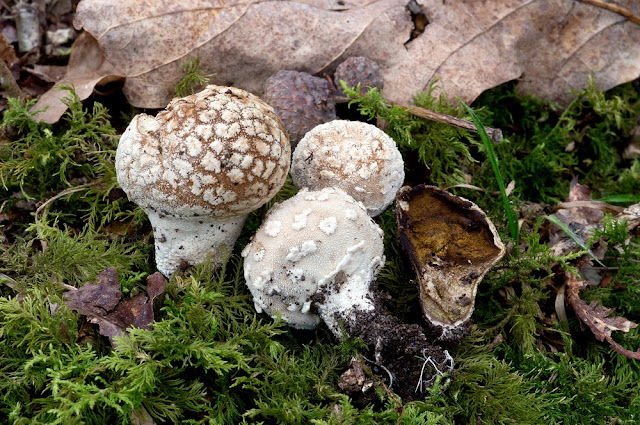 Lycoperdon mammiforme