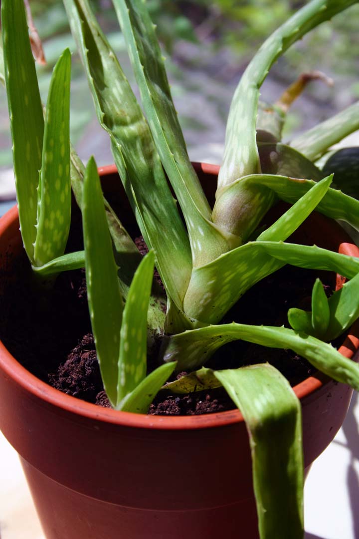 Cultivating Learning Activities for all Seasons Aloe, baby!