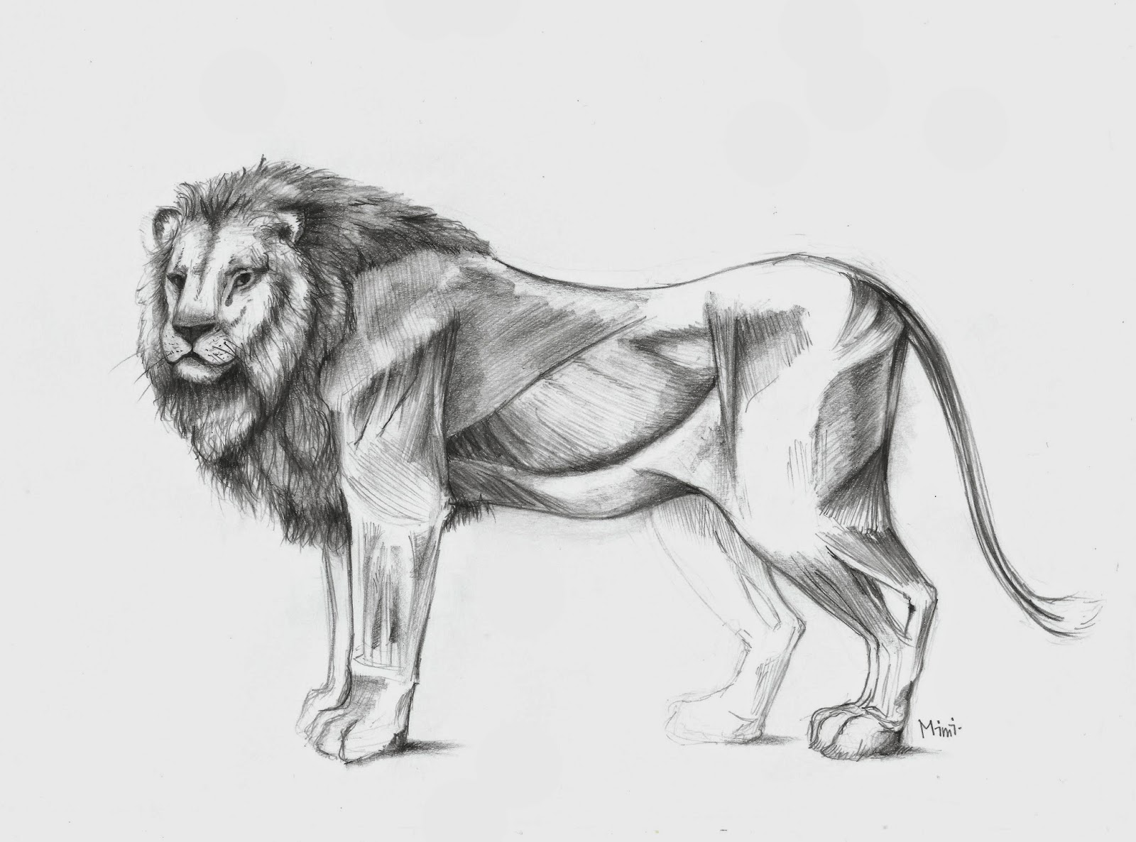Mimidraw Lion
