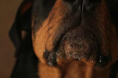Dog with glitter