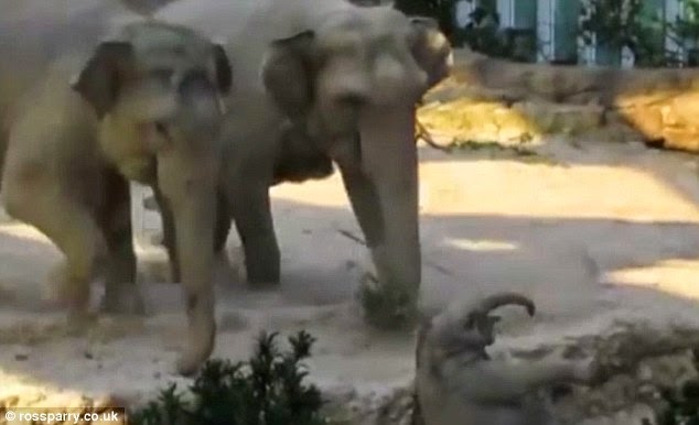 الأم تسرع لتنقذ الفيل الصغير