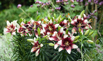 Florecen en verano y dan color al jardín: Azucenas o  lirios (Lilium) 