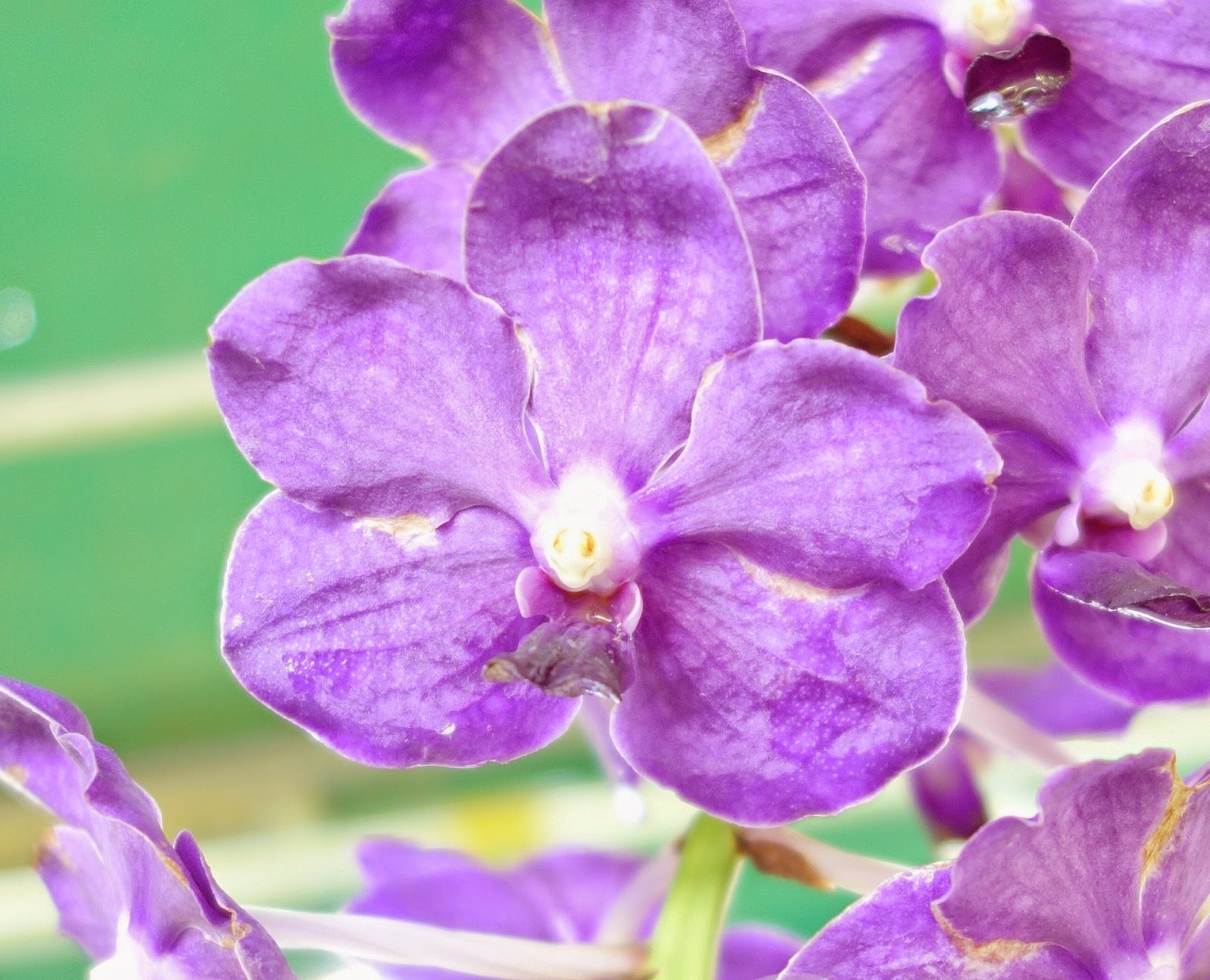 Orchids Flowers Pictures Bulbophyllum Vanda Cattleya Cymbidium