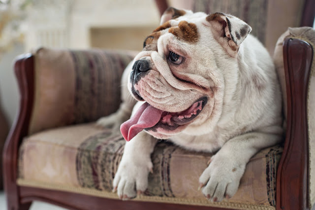 Why do people choose certain dog breeds? Like this English Bulldog resting on a chair