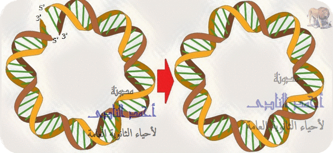 البلازميدات - الحمض النووى ديؤكسى ريبوز فى أوليات النواة  