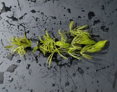 おもりでまとめられたマツモ