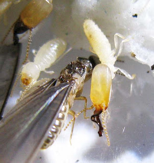 Dicuspiditermes nemorosus termite imago