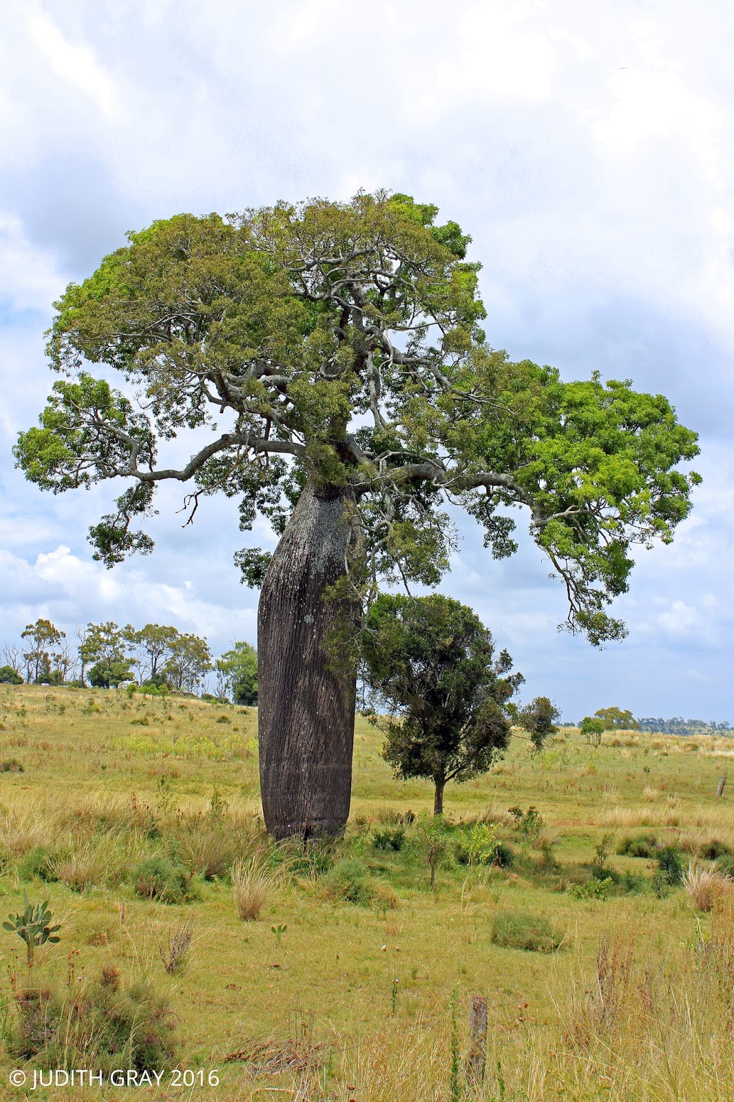 Beautiful Bottle Trees of Evergreen